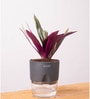 Oyster Plant With Self Wateringing 4Inch Pot- Grey