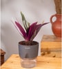 Oyster Plant With Self Wateringing 4Inch Pot- Grey