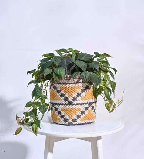 Pahaadi Multicolour Cotton Planter