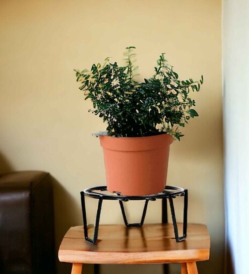 Patio Black Metal Plant Stand