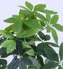 Artificial Pachira Money Tree Plant with Black Pot