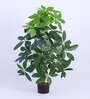 Artificial Pachira Money Tree Plant with Black Pot