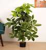 Artificial Pachira Money Tree Plant with Black Pot