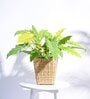 Palm Beige Cane Planter