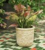 Beige Palm Haven Clay Planter