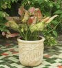Beige Palm Haven Clay Planter
