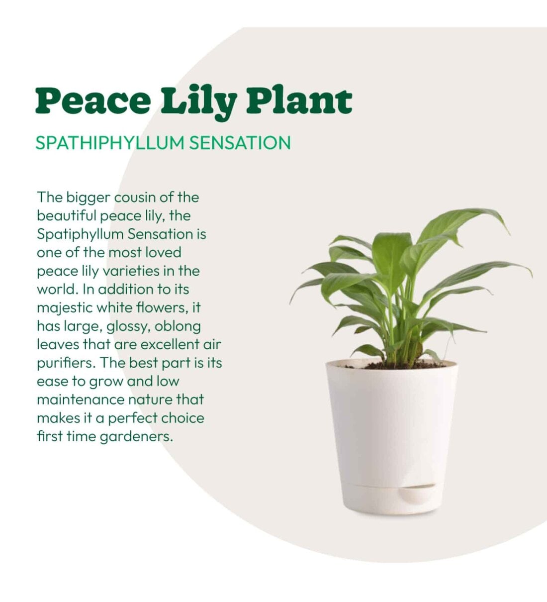 Buy Peace Lily With Pot Natural Plant Online Air Purifier Plants