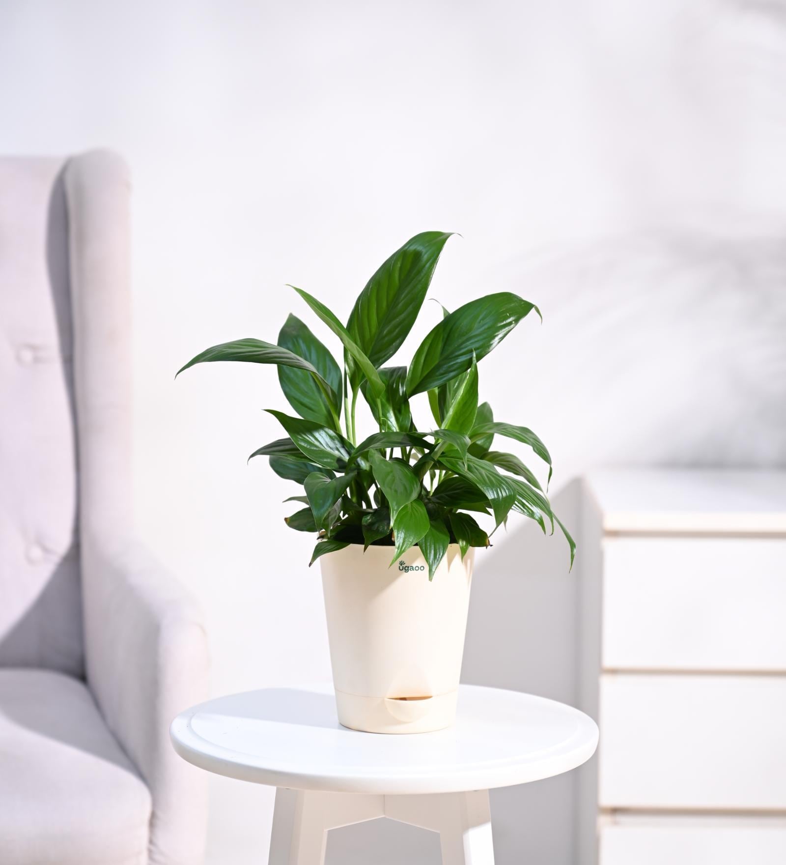 Peace Lily