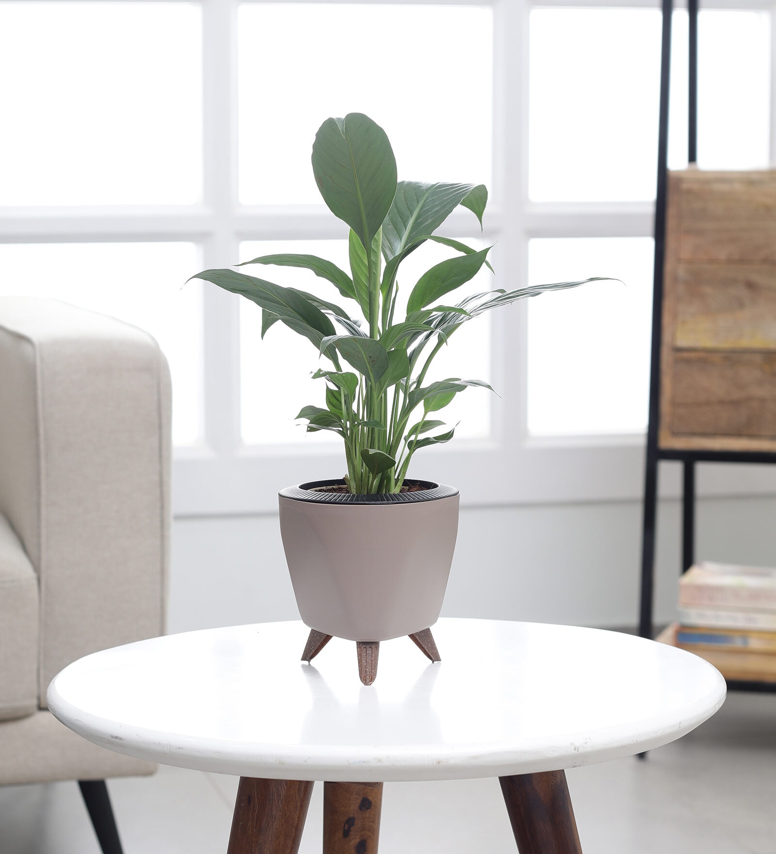 Peace Lily Small Plant With Lagos Mocca Plastic Pot