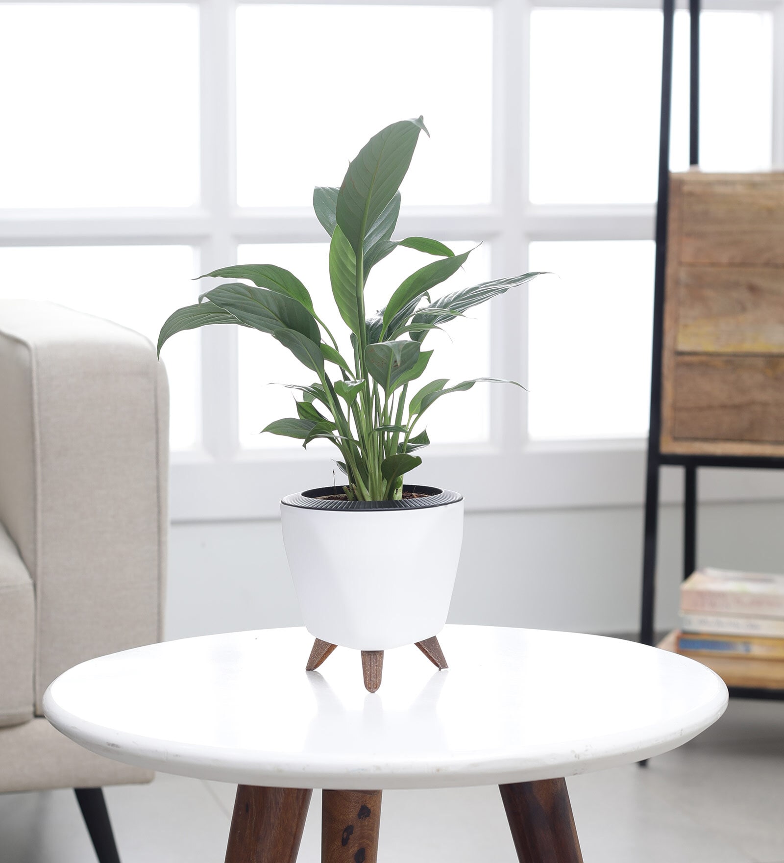 Peace Lily Small Plant With Lagos White Plastic Pot