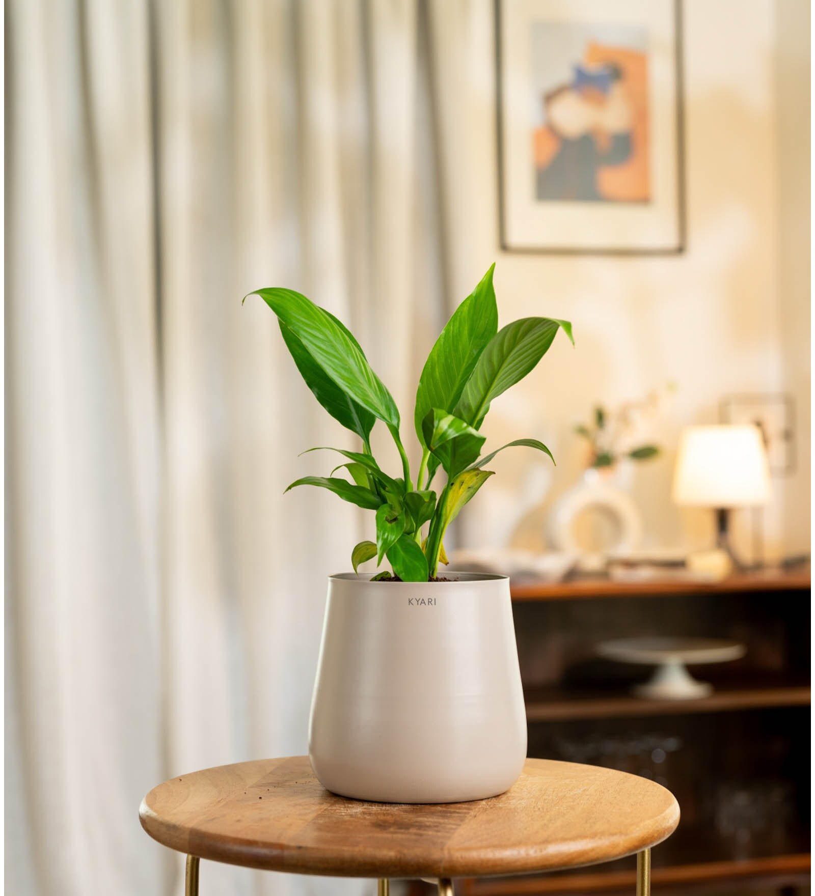 Peace Lily Plant With Aura Pot- Cream