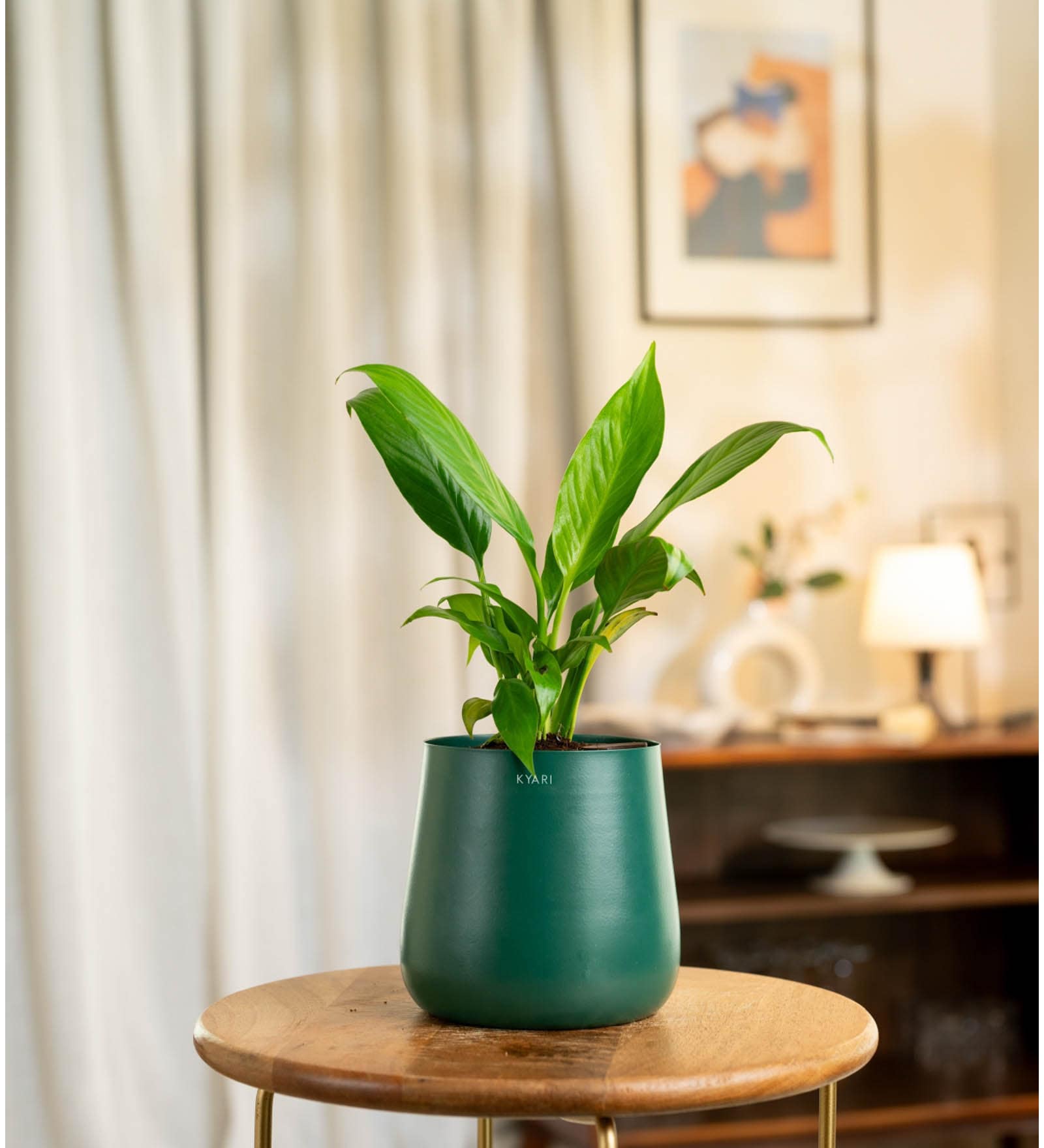 Peace Lily Plant With Aura Pot- Green