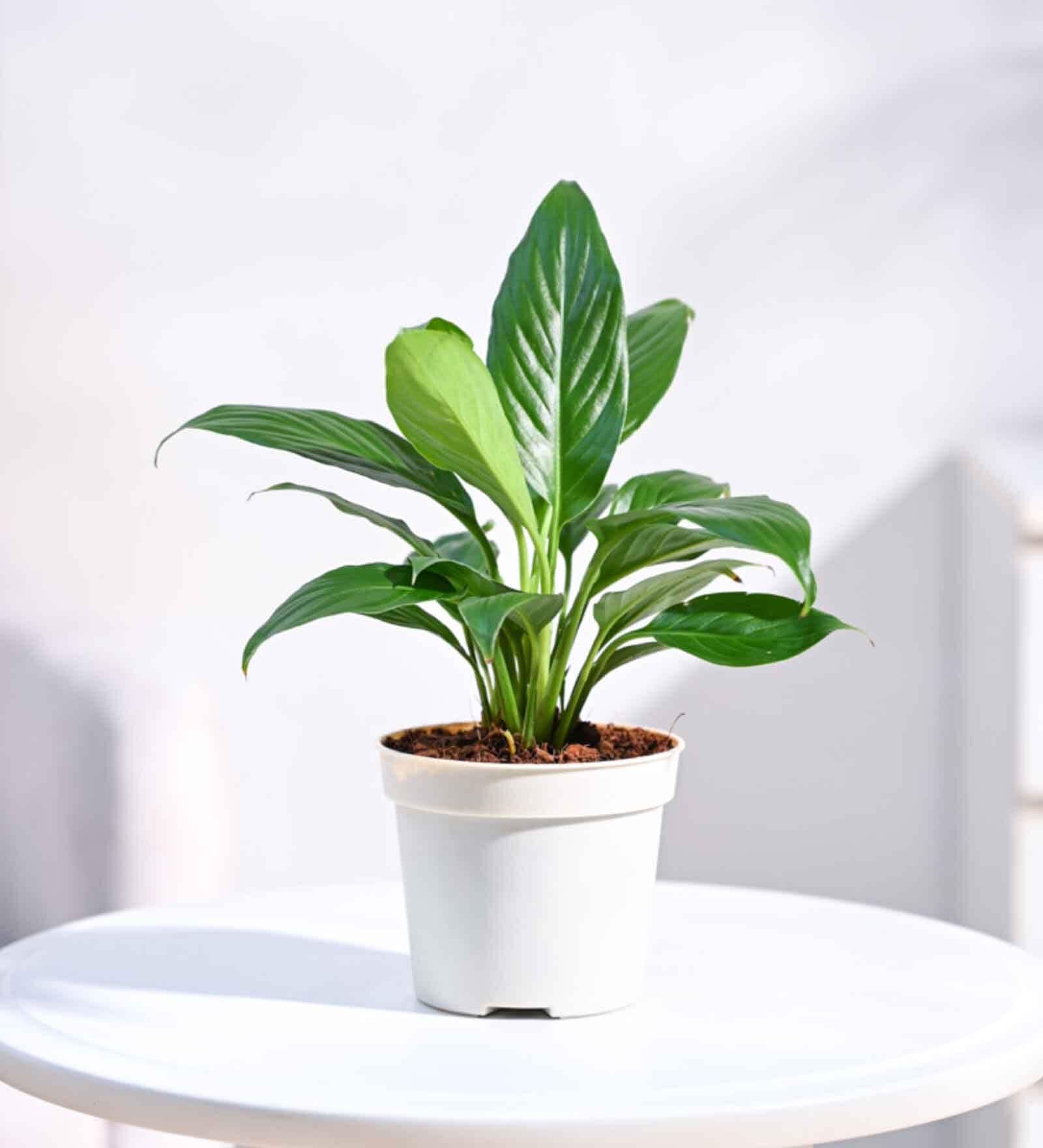 Peace Lily Natural Plant Grow Pot