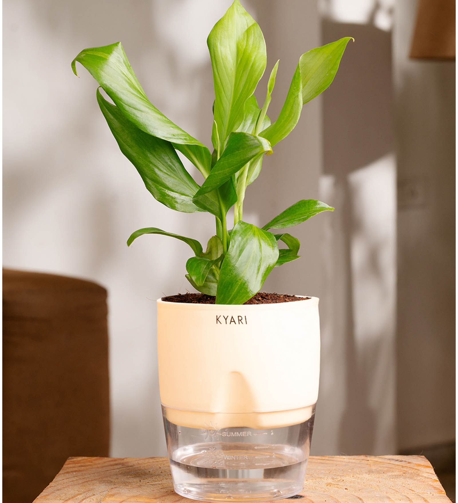 Peace Lily Plant With  Self Watering Pot-Cream