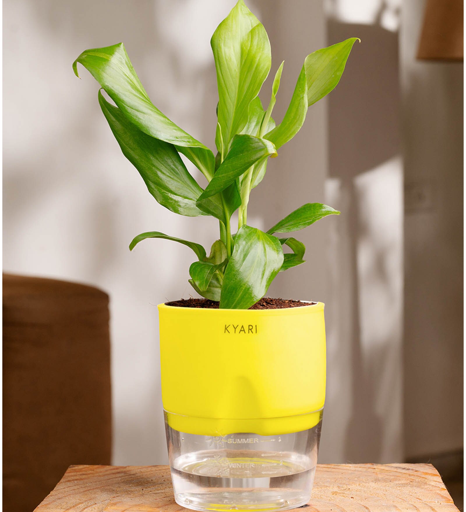 Peace Lily Plant With  Self Watering Pot-Green