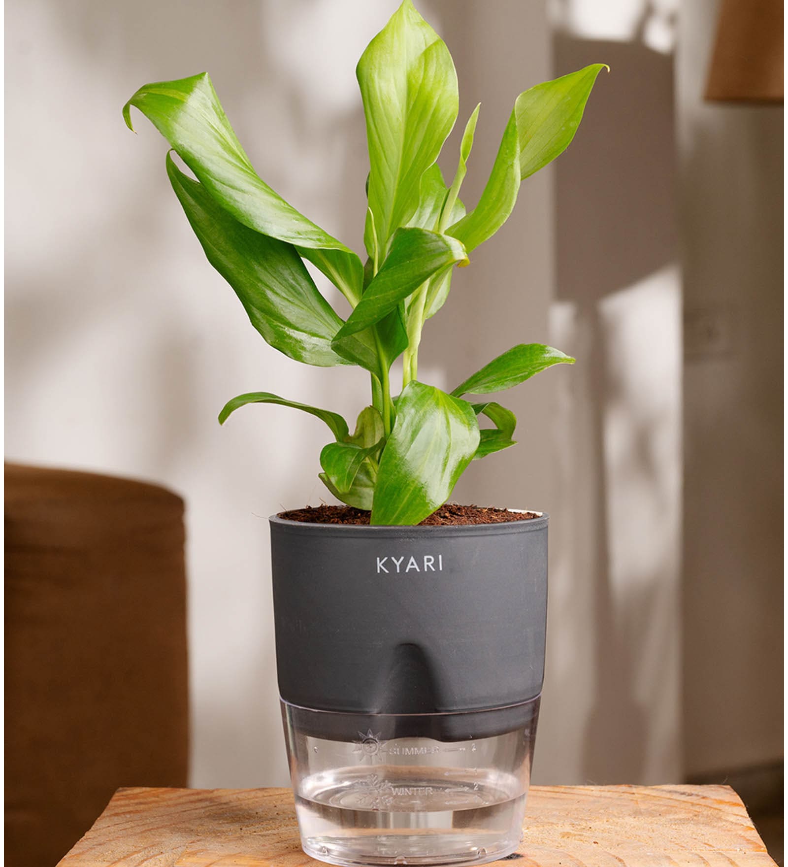 Peace Lily Plant With  Self Watering Pot-Grey