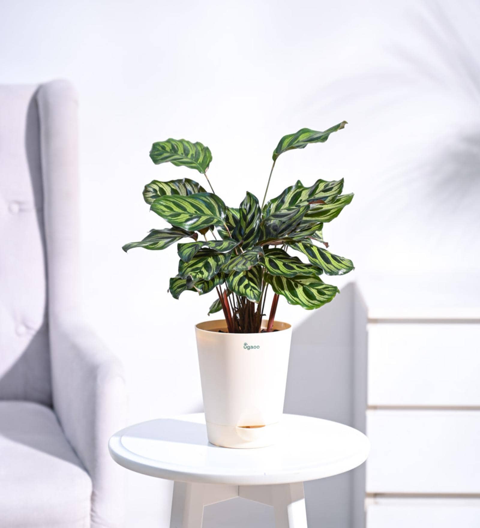 Peacock Air With Pot Natural Plant