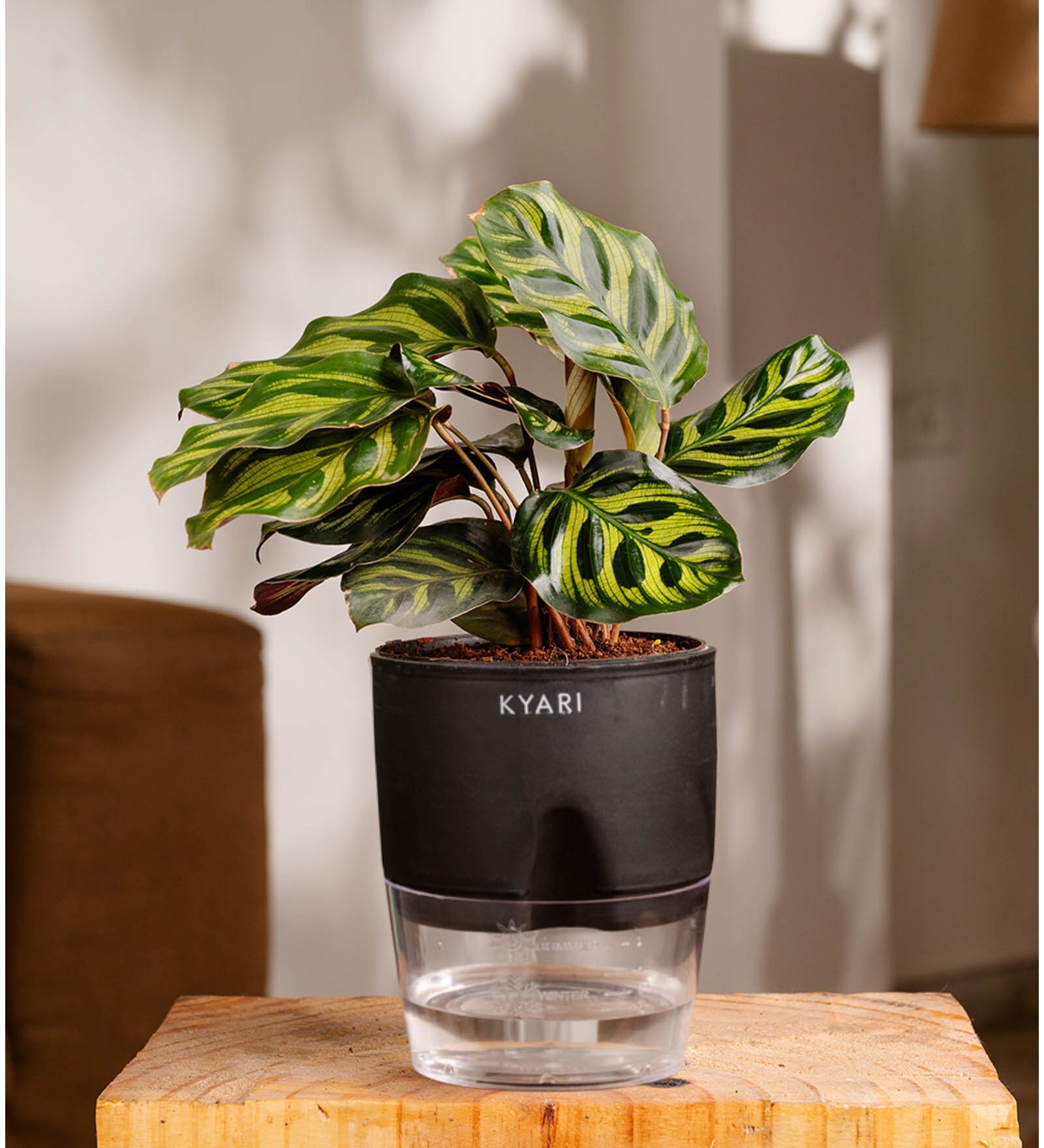 Peacock Plant With  Self Watering Pot -Black