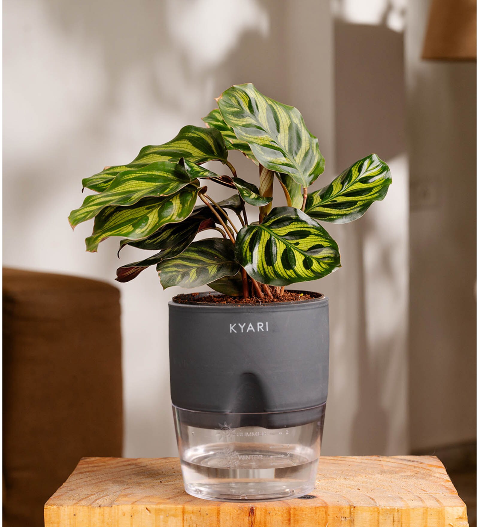 Peacock Plant With Self Watering Pot