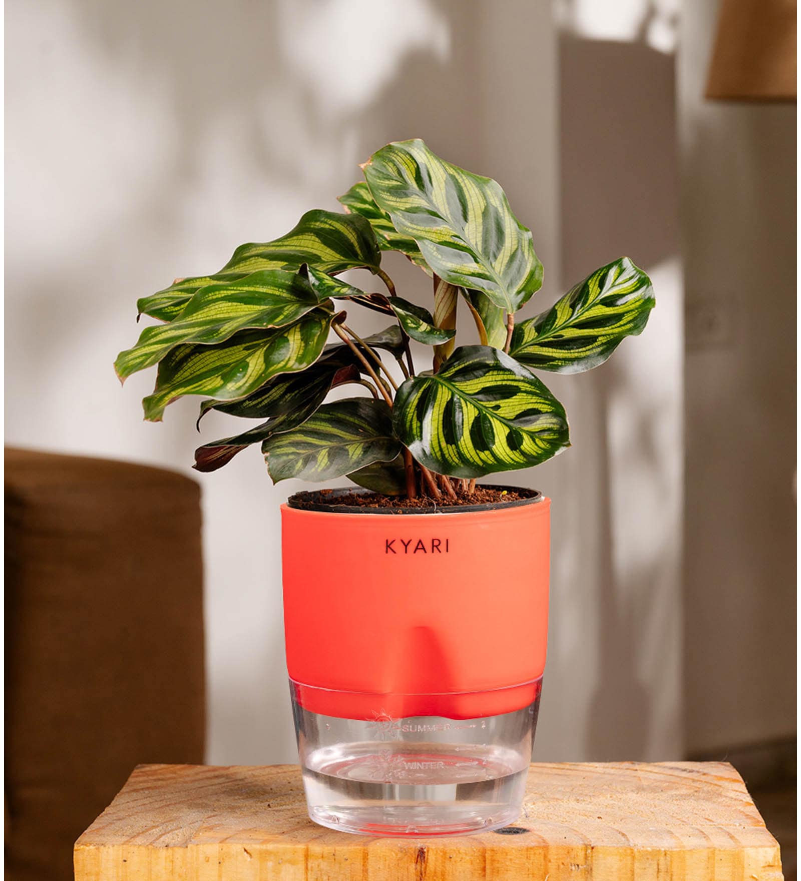Peacock Plant With Self Watering Pot