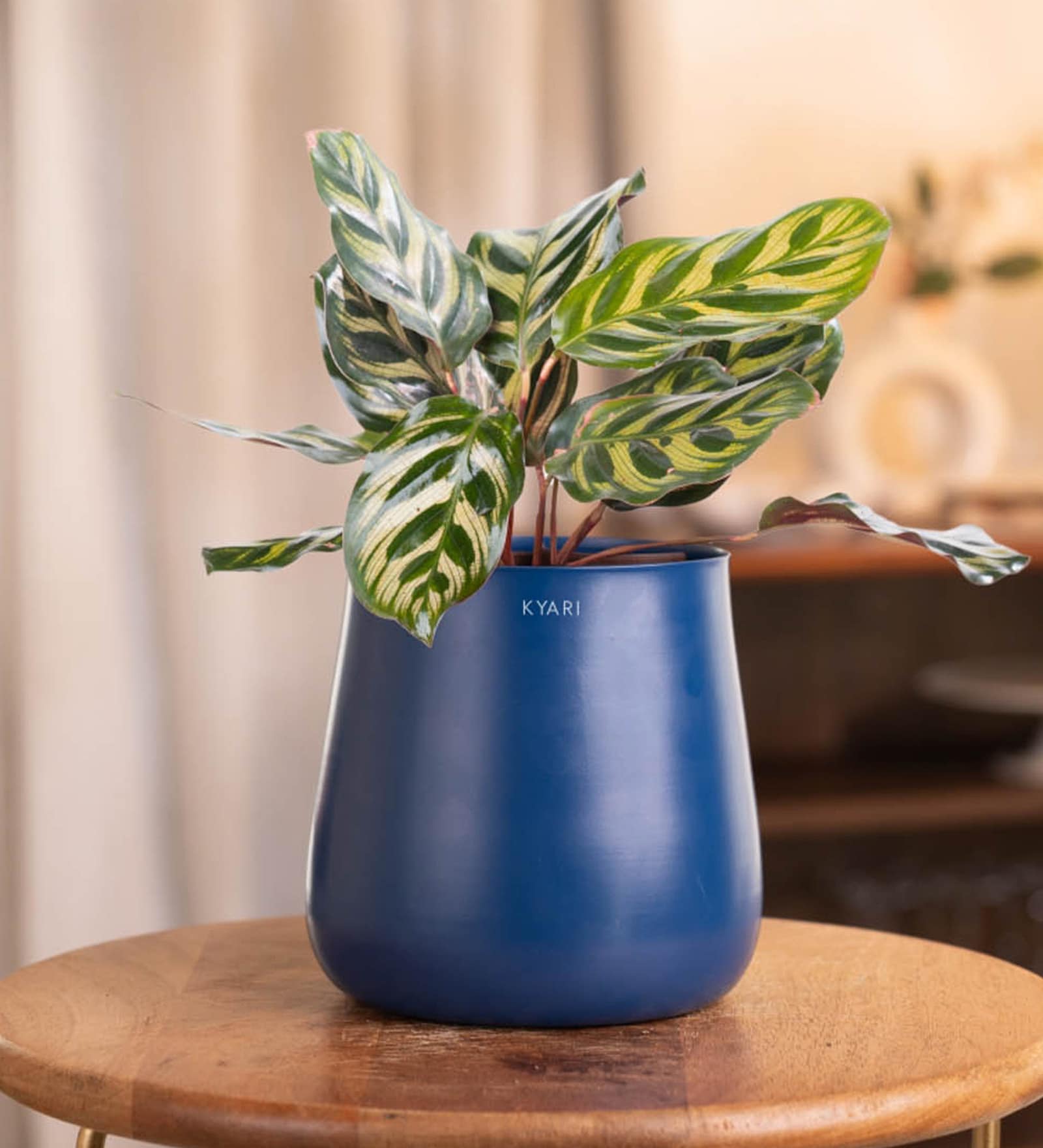 Peacock Plant With With Aura Pot- Blue