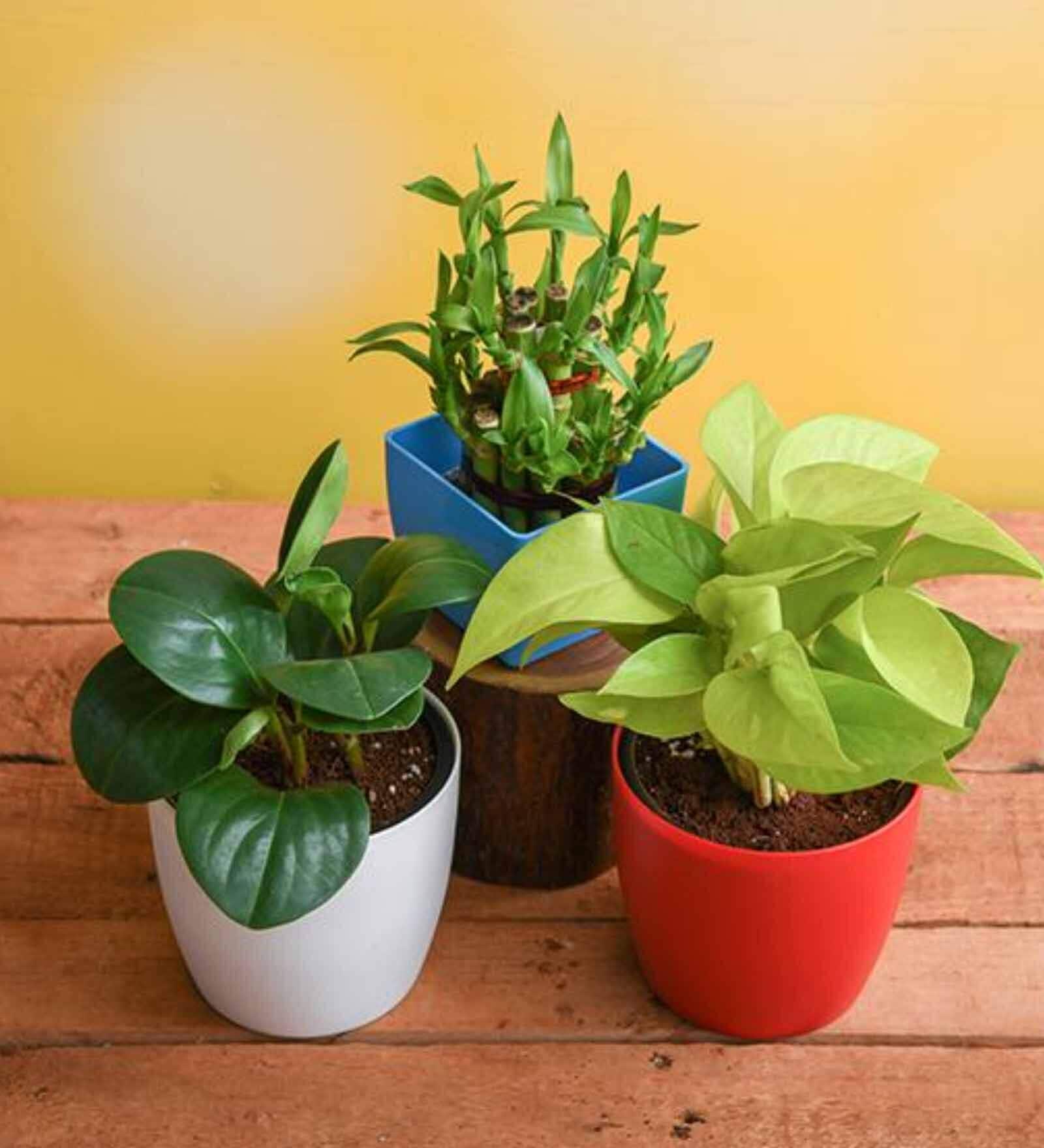 Peperomia, Money , Lucky Bamboo Natural Plant