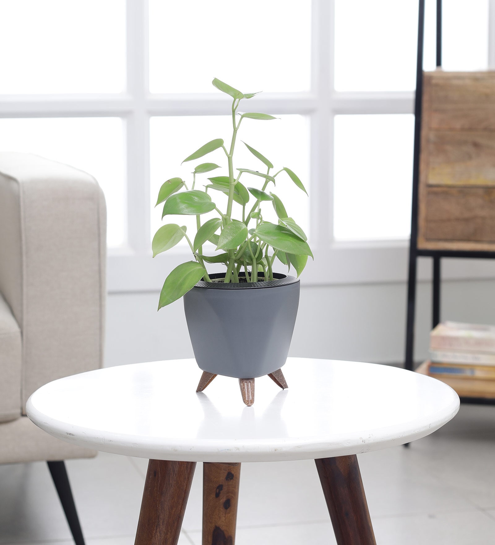Peperomia Green Creeper Plant With Lagos Grey Plastic Pot