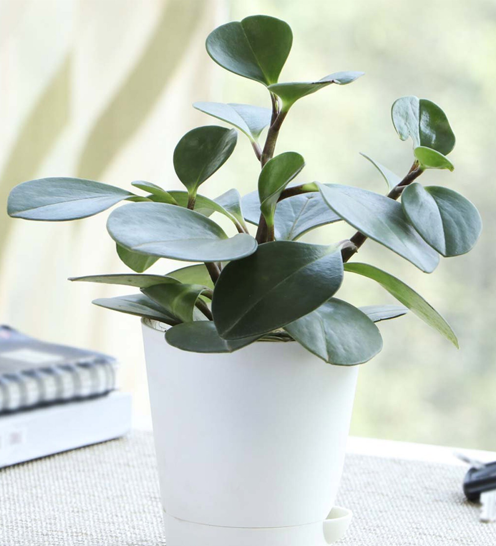 Buy Peperomia Green Creeper Natural Foliage Plant By Ugaoo Online 