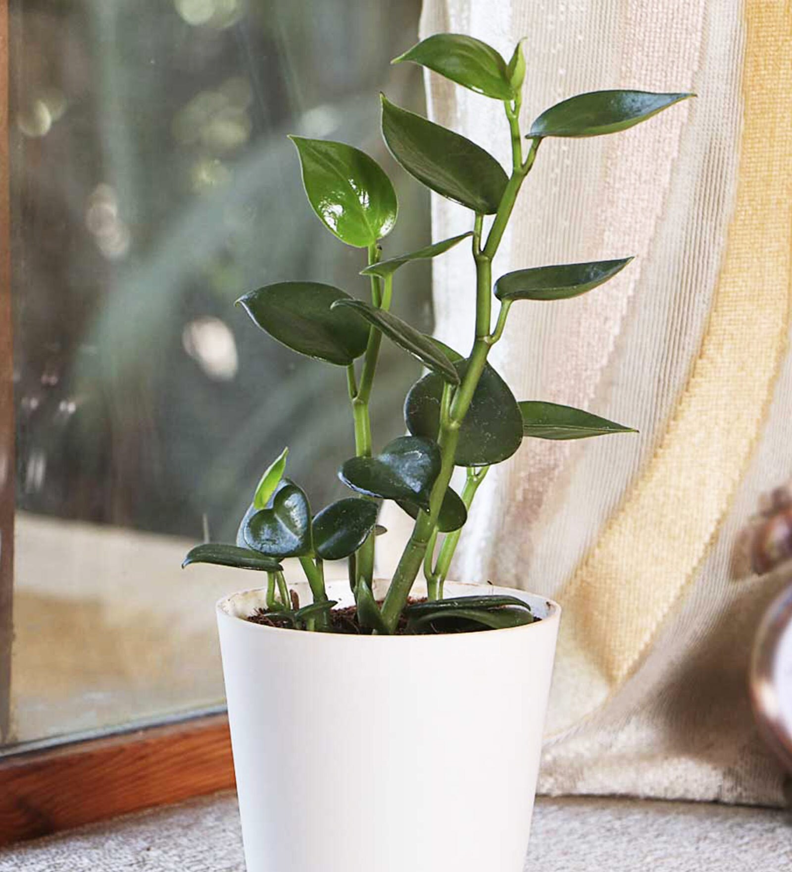 Peperomia Green Creeper Natural Foliage Plant