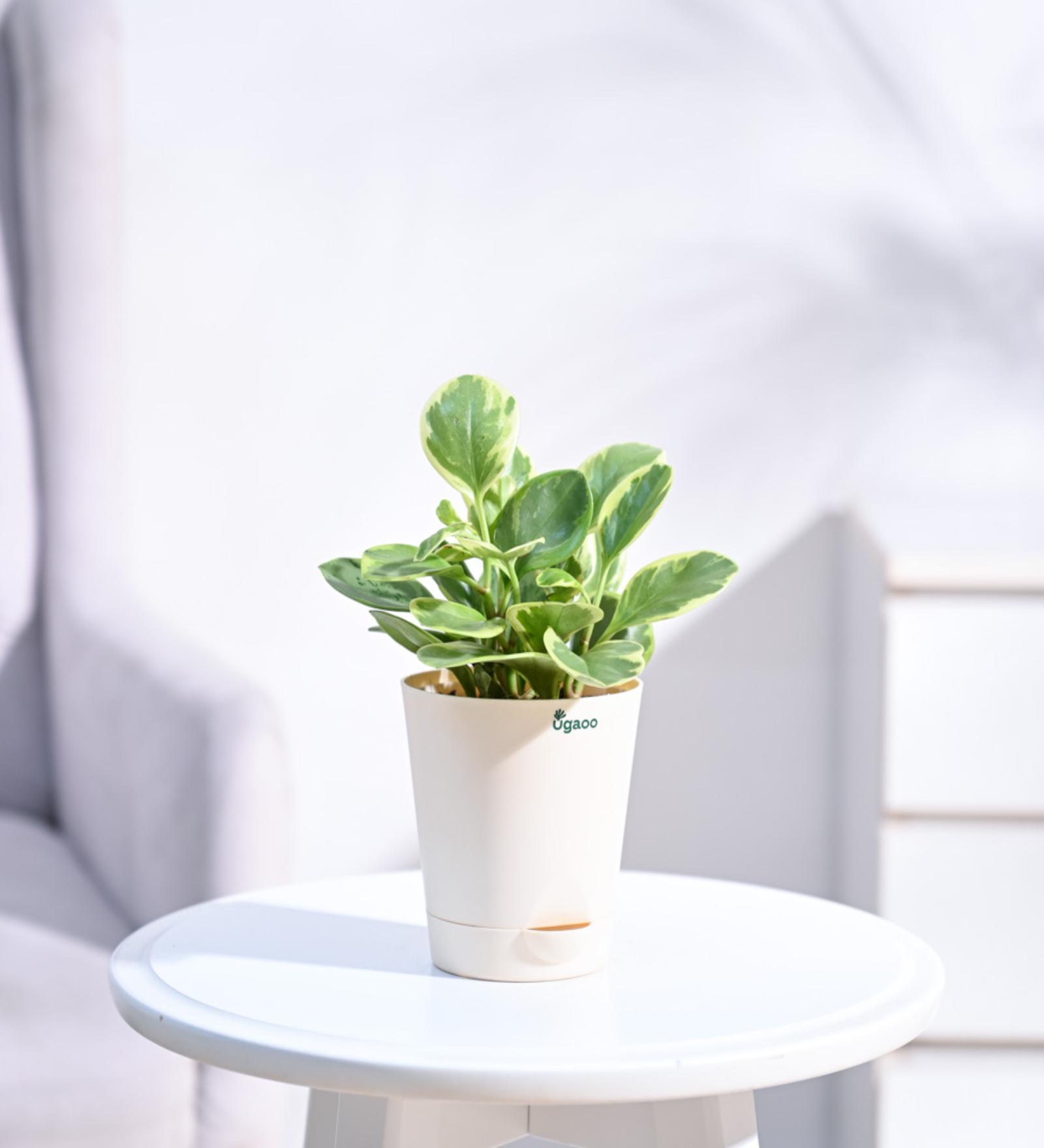 Peperomia Variegated Natural Plant In White Self Watering Plastic Pot