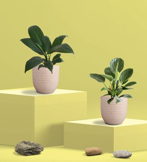 Peace Lily Plant and Birkin Plant in Eco Pot