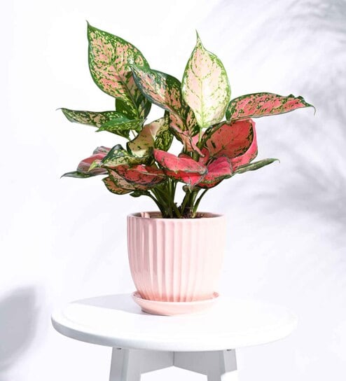 Peach Ceramic Desk Pot