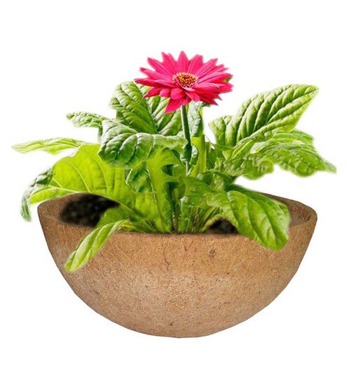 Buy Pepper Agro Hanging Planter Coconut Fiber Pot Online Pots