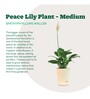 Peace Lily