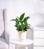 Peace Lily