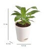 Peace Lily With Pot Natural Plant