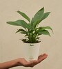 Peace Lily With Pot Natural Plant