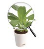 Peace Lily With Pot Natural Plant