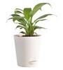 Peace Lily With Pot Natural Plant