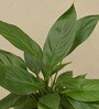 Peace Lily With Pot Natural Plant