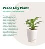 Peace Lily With Pot Natural Plant