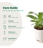 Peace Lily With Pot Natural Plant