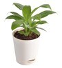 Peace Lily With Pot Natural Plant