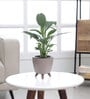 Peace Lily Small Plant With Lagos Mocca Plastic Pot