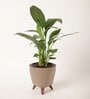 Peace Lily Small Plant With Lagos Mocca Plastic Pot