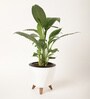 Peace Lily Small Plant With Lagos White Plastic Pot