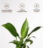 Peace Lily Plant With Aura Pot- Cream