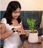 Peace Lily Plant With Aura Pot- Cream