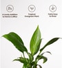 Peace Lily Plant With Aura Pot- Green
