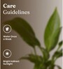 Peace Lily Plant With Aura Pot- Jet-Black